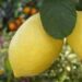 Limones 300x120