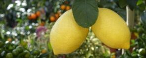 Limones 300x120
